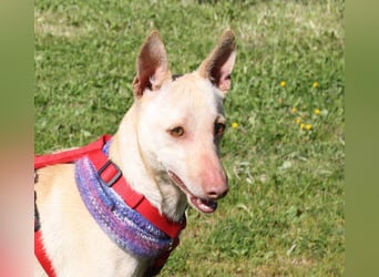 LUCAS-liebenswert, anhänglich, freundlich,  aber nach Ende der Jagdsaison einfach ausgesetzt