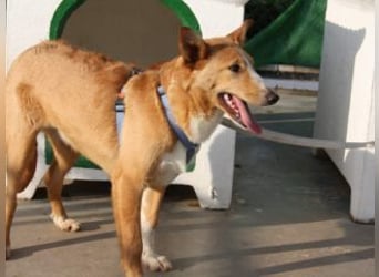 SITA-ein Blick der bleibt und ein Herz voller Lebensfreude sucht seine liebevolle Familie