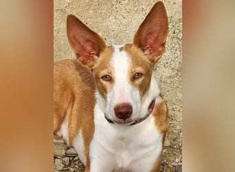 Zuckersüßer DILAN-sanfte Seele auf der Suche nach ihrer liebevollen Für-immer-Familie