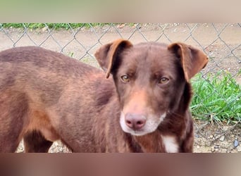 COLT- freundlicher, gut gelaunter Bub wartet sehnsüchtig auf seine liebevolle Für-immer-Familie