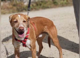 RODRI-besonderer Schatz, lieb, anhänglich wartet sehnsüchtig auf seine liebevolle Für-immer-Familie