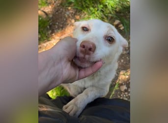 Sanfte NALA-wartet sehnsüchtig auf liebesvolles Für-immer-Zuhause