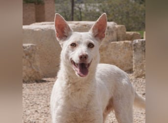 Sanfte NALA-wartet sehnsüchtig auf liebesvolles Für-immer-Zuhause