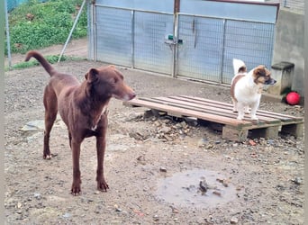 COLT- freundlicher, gut gelaunter Bub wartet sehnsüchtig auf seine liebevolle Für-immer-Familie
