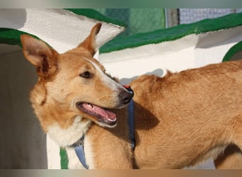 SITA-ein Blick der bleibt und ein Herz voller Lebensfreude sucht seine liebevolle Familie