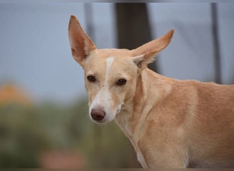 PHENIX -