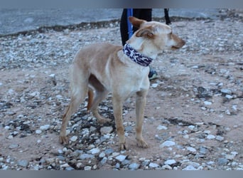 Kleine FUDGE mit riesengroßem, liebenswerten Herzen sehnt sich nach liebevollem Zuhause