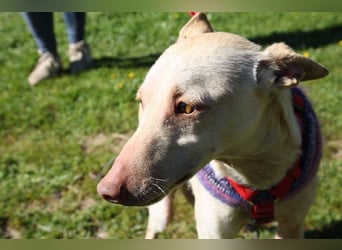 LUCAS-liebenswert, anhänglich, freundlich,  aber nach Ende der Jagdsaison einfach ausgesetzt