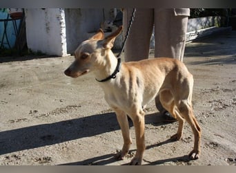DAISY-zarte, süße Maus einfach ausgesetzt- jetzt wartet sie sehnsüchtig auf liebevolles Zuhause