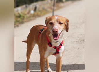 RODRI-besonderer Schatz, lieb, anhänglich wartet sehnsüchtig auf seine liebevolle Für-immer-Familie