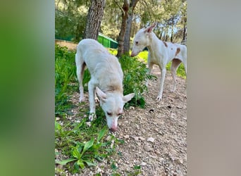 Sanfte NALA-wartet sehnsüchtig auf liebesvolles Für-immer-Zuhause