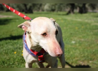 LUCAS-liebenswert, anhänglich, freundlich,  aber nach Ende der Jagdsaison einfach ausgesetzt