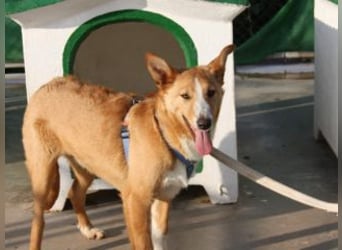 SITA-ein Blick der bleibt und ein Herz voller Lebensfreude sucht seine liebevolle Familie