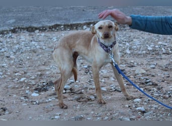 Kleine FUDGE mit riesengroßem, liebenswerten Herzen sehnt sich nach liebevollem Zuhause