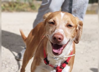 RODRI-besonderer Schatz, lieb, anhänglich wartet sehnsüchtig auf seine liebevolle Für-immer-Familie