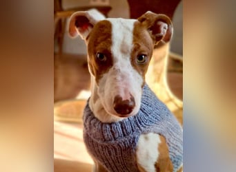 BELI-lieb, sozial, fröhlich, erobert die Herzen im Sturm, sucht ihre Für-immer-Familie