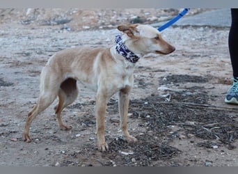 Kleine FUDGE mit riesengroßem, liebenswerten Herzen sehnt sich nach liebevollem Zuhause