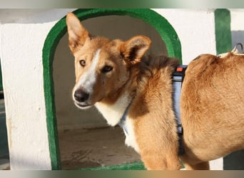 SITA-ein Blick der bleibt und ein Herz voller Lebensfreude sucht seine liebevolle Familie