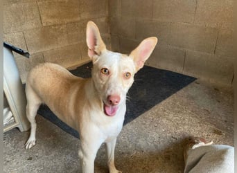 GARBI-zarte Seele möchte endlich in einem liebevollen Für-immer-Zuhause ankommen