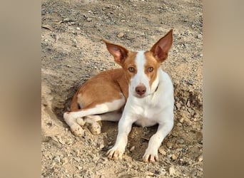 Zuckersüßer DILAN-sanfte Seele auf der Suche nach ihrer liebevollen Für-immer-Familie