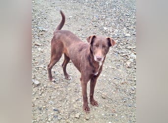 COLT- freundlicher, gut gelaunter Bub wartet sehnsüchtig auf seine liebevolle Für-immer-Familie