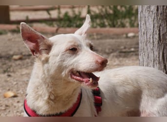 Sanfte NALA-wartet sehnsüchtig auf liebesvolles Für-immer-Zuhause