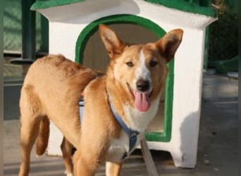 SITA-ein Blick der bleibt und ein Herz voller Lebensfreude sucht seine liebevolle Familie