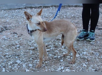Kleine FUDGE mit riesengroßem, liebenswerten Herzen sehnt sich nach liebevollem Zuhause