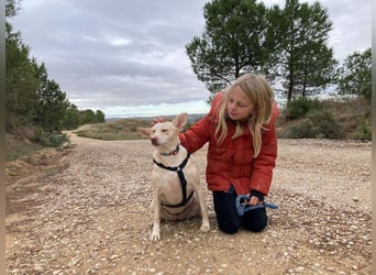 GARBI-zarte Seele möchte endlich in einem liebevollen Für-immer-Zuhause ankommen