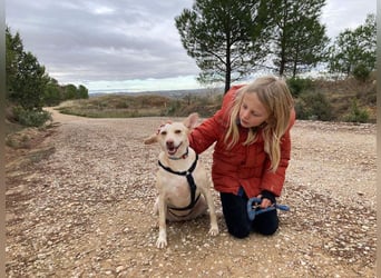 GARBI-zarte Seele möchte endlich in einem liebevollen Für-immer-Zuhause ankommen