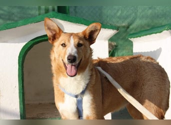 SITA-ein Blick der bleibt und ein Herz voller Lebensfreude sucht seine liebevolle Familie