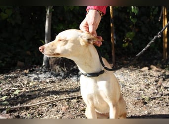 DAISY-zarte, süße Maus einfach ausgesetzt- jetzt wartet sie sehnsüchtig auf liebevolles Zuhause