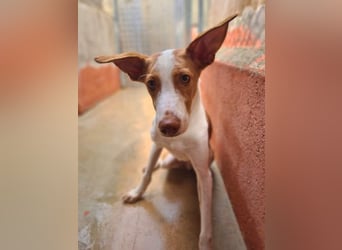 Zuckersüßer DILAN-sanfte Seele auf der Suche nach ihrer liebevollen Für-immer-Familie