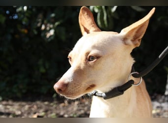 DAISY-zarte, süße Maus einfach ausgesetzt- jetzt wartet sie sehnsüchtig auf liebevolles Zuhause