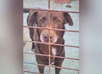 COLT- freundlicher, gut gelaunter Bub wartet sehnsüchtig auf seine liebevolle Für-immer-Familie