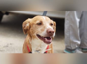 RODRI-besonderer Schatz, lieb, anhänglich wartet sehnsüchtig auf seine liebevolle Für-immer-Familie