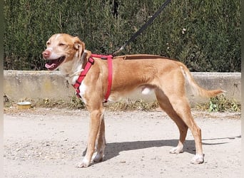 RODRI-besonderer Schatz, lieb, anhänglich wartet sehnsüchtig auf seine liebevolle Für-immer-Familie