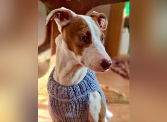 BELI-lieb, sozial, fröhlich, erobert die Herzen im Sturm, sucht ihre Für-immer-Familie