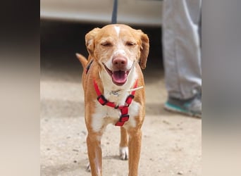 RODRI-besonderer Schatz, lieb, anhänglich wartet sehnsüchtig auf seine liebevolle Für-immer-Familie