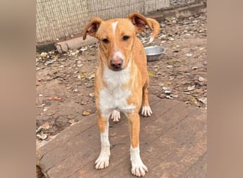 ROBE-gute-Laune-Paket wünscht sich sehnlichst ein liebevolles Zuhause!