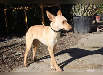 DAISY-zarte, süße Maus einfach ausgesetzt- jetzt wartet sie sehnsüchtig auf liebevolles Zuhause