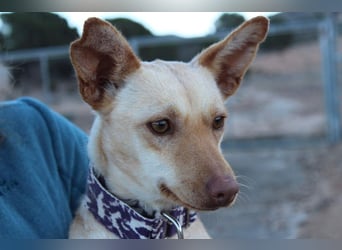 Kleine FUDGE mit riesengroßem, liebenswerten Herzen sehnt sich nach liebevollem Zuhause
