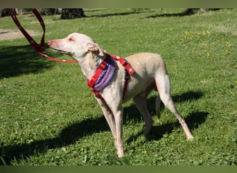 LUCAS-liebenswert, anhänglich, freundlich,  aber nach Ende der Jagdsaison einfach ausgesetzt