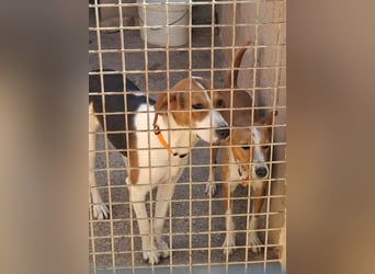 KOKA-wartet im Tierheim sehnsüchtig auf „ihre“ liebevollen Menschen Menschen,