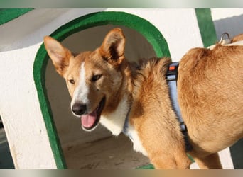 SITA-ein Blick der bleibt und ein Herz voller Lebensfreude sucht seine liebevolle Familie