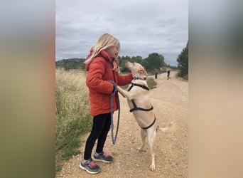 GARBI-zarte Seele möchte endlich in einem liebevollen Für-immer-Zuhause ankommen