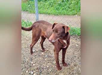 COLT- freundlicher, gut gelaunter Bub wartet sehnsüchtig auf seine liebevolle Für-immer-Familie