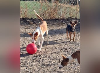 Zuckersüßer DILAN-sanfte Seele auf der Suche nach ihrer liebevollen Für-immer-Familie