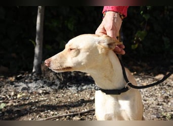 DAISY-zarte, süße Maus einfach ausgesetzt- jetzt wartet sie sehnsüchtig auf liebevolles Zuhause