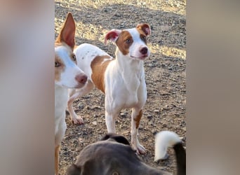 BELI-lieb, sozial, fröhlich, erobert die Herzen im Sturm, sucht ihre Für-immer-Familie